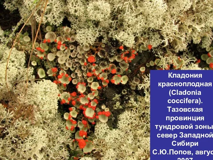 Кладония красноплодная (Cladonia coccifera). Тазовская провинция тундровой зоны, север Западной Сибири С.Ю.Попов, август 2007