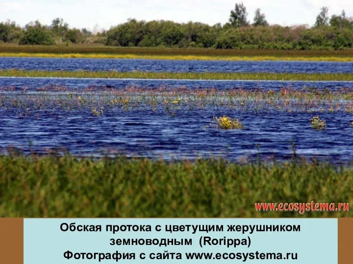 Обская протока с цветущим жерушником земноводным (Rorippa) Фотография с сайта www.ecosystema.ru