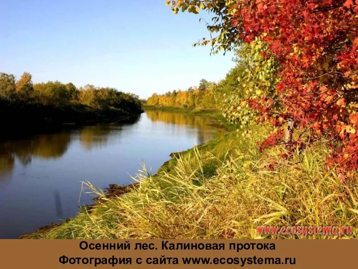 Осенний лес. Калиновая протока Фотография с сайта www.ecosystema.ru