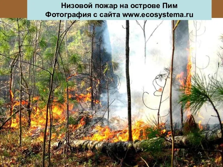 Низовой пожар на острове Пим Фотография с сайта www.ecosystema.ru