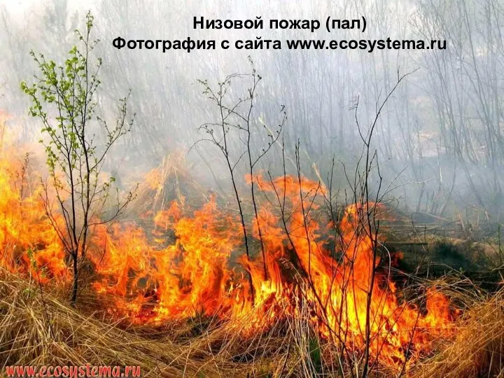 Низовой пожар (пал) Фотография с сайта www.ecosystema.ru