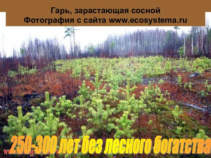 Гарь, зарастающая сосной Фотография с сайта www.ecosystema.ru 250-300 лет без лесного богатства