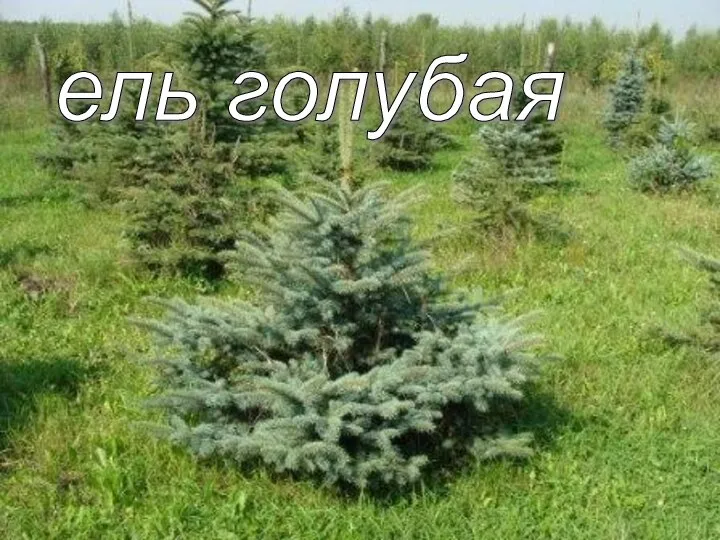 ель голубая