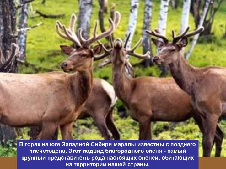 В горах на юге Западной Сибири маралы известны с позднего плейстоцена. Этот