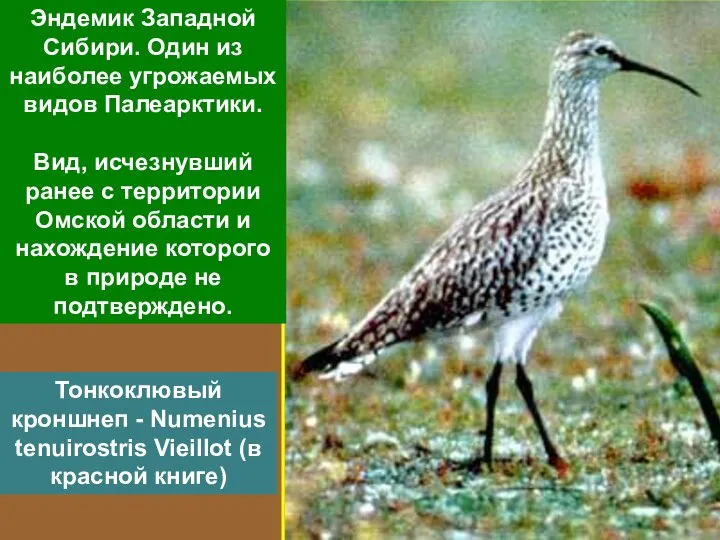 Тонкоклювый кроншнеп - Numenius tenuirostris Vieillot (в красной книге) Эндемик Западной Сибири.