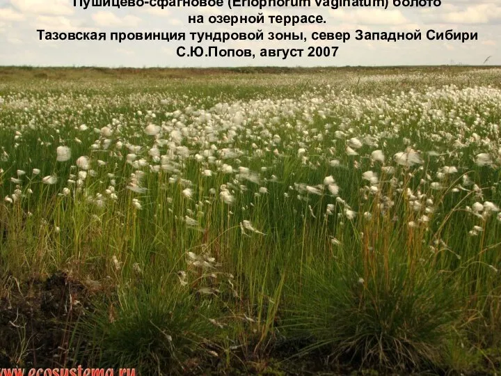 Пушицево-сфагновое (Eriophorum vaginatum) болото на озерной террасе. Тазовская провинция тундровой зоны, север