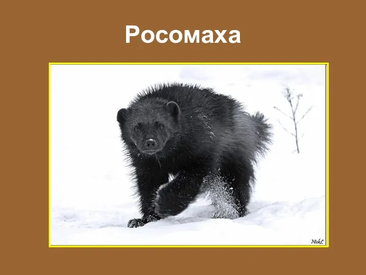 Росомаха