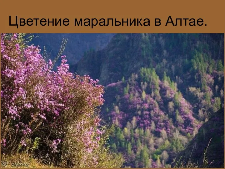 Цветение маральника в Алтае.