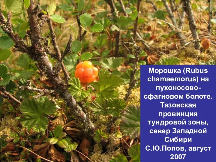 Морошка (Rubus chamaemorus) на пухоносово-сфагновом болоте. Тазовская провинция тундровой зоны, север Западной Сибири С.Ю.Попов, август 2007