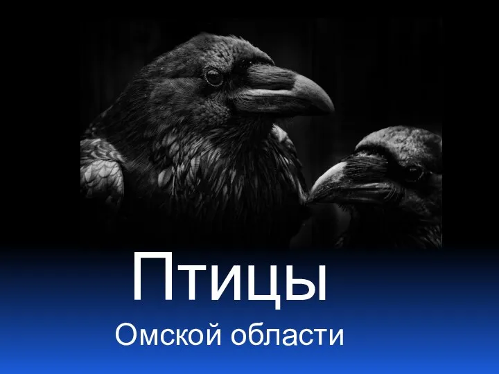 Птицы Омской области