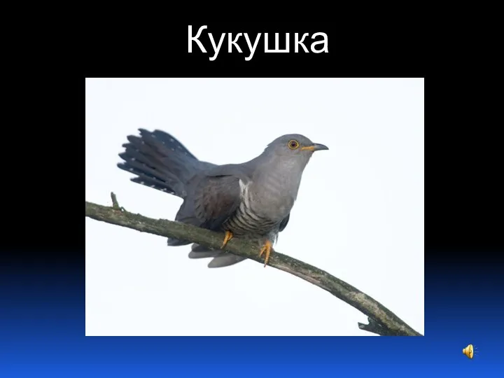 Кукушка