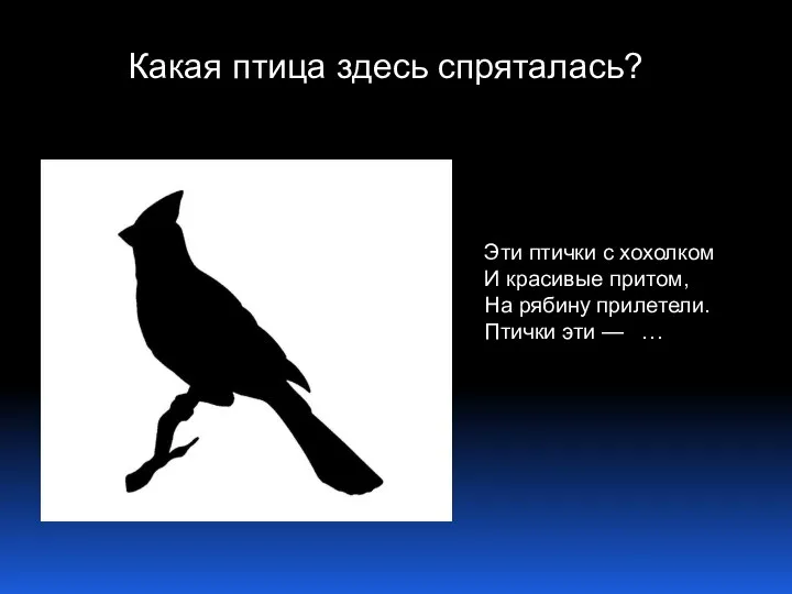 Какая птица здесь спряталась? Эти птички с хохолком И красивые притом, На