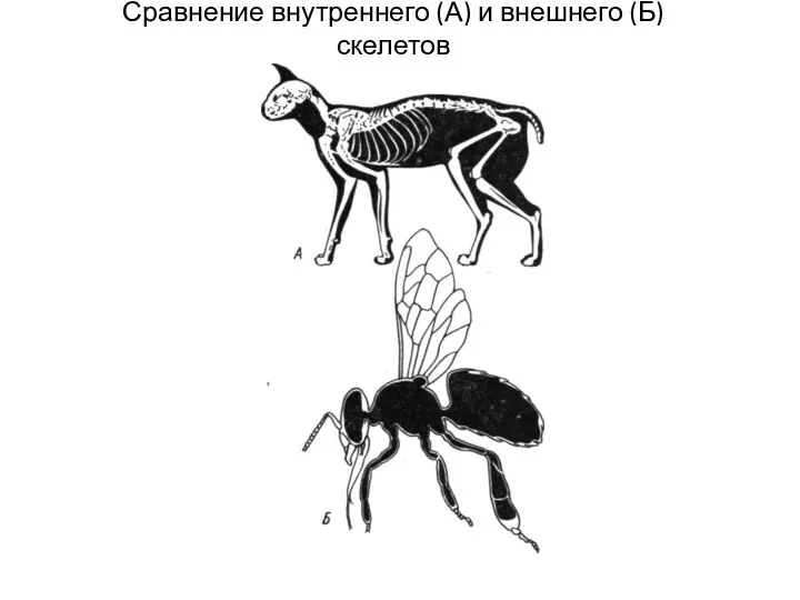 Сравнение внутреннего (А) и внешнего (Б) скелетов