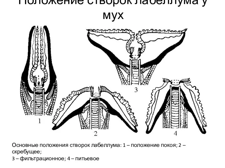 Положение створок лабеллума у мух Основные положения створок лабеллума: 1 – положение