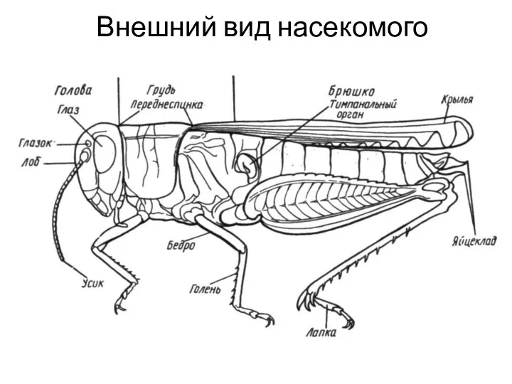 Внешний вид насекомого