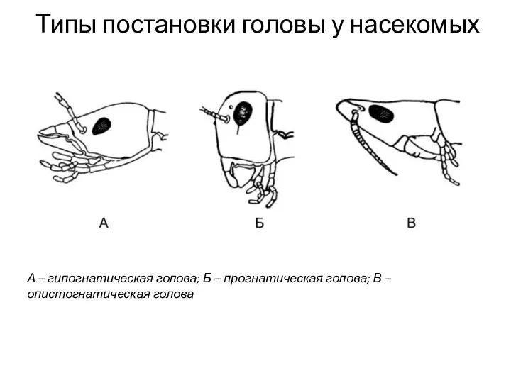 Типы постановки головы у насекомых А – гипогнатическая голова; Б – прогнатическая