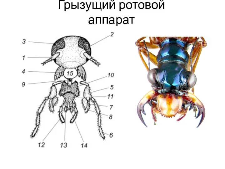 Грызущий ротовой аппарат