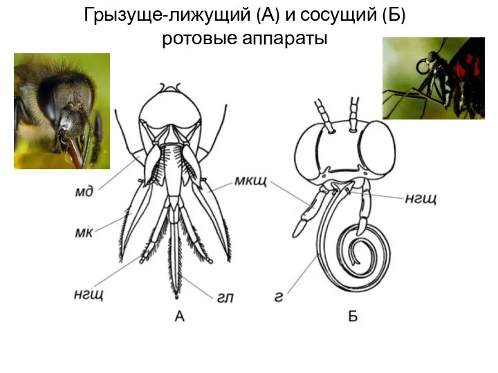 Грызуще-лижущий (А) и сосущий (Б) ротовые аппараты
