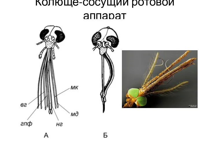 Колюще-сосущий ротовой аппарат