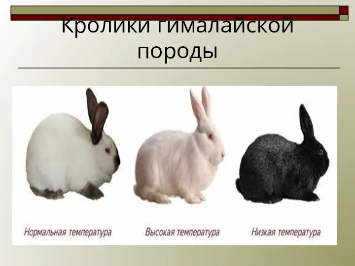 Кролики гималайской породы