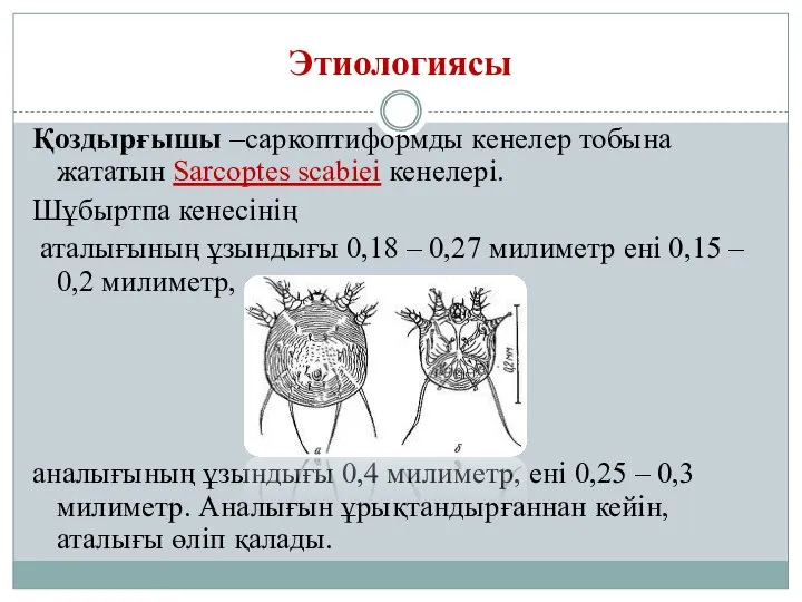 Этиологиясы Қоздырғышы –саркоптиформды кенелер тобына жататын Sarcoptes scabiei кенелері. Шұбыртпа кенесінің аталығының