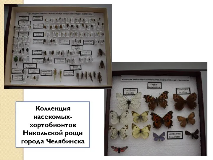 Коллекция насекомых-хортобионтов Никольской рощи города Челябинска