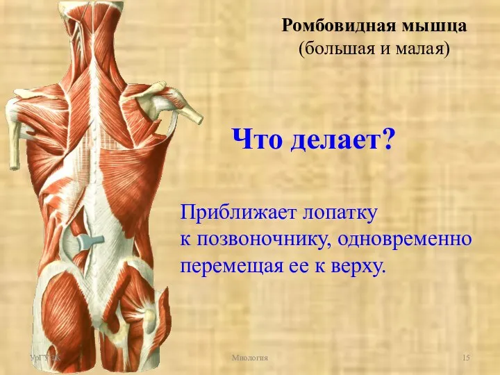 Что делает? Приближает лопатку к позвоночнику, одновременно перемещая ее к верху. Ромбовидная