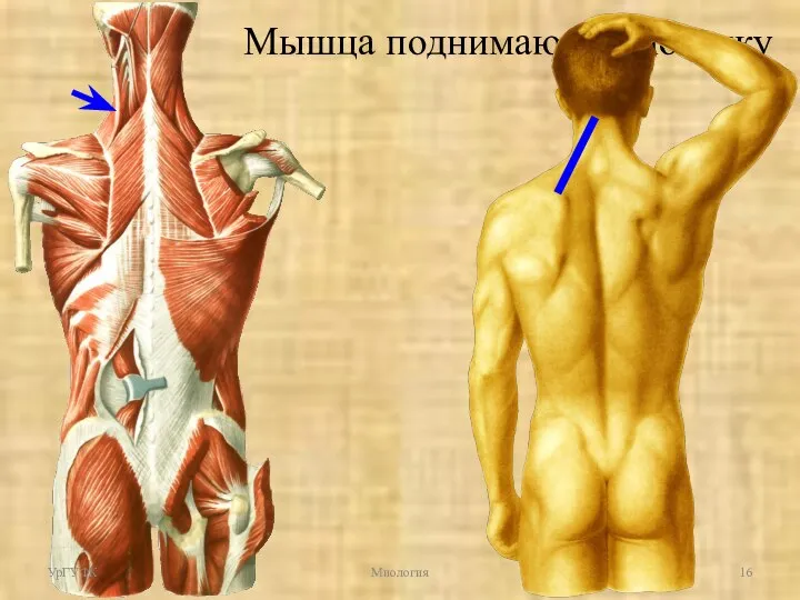 Мышца поднимающая лопатку УрГУФК Миология