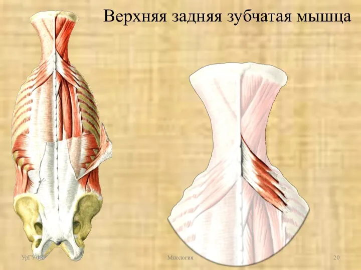 УрГУФК Миология Верхняя задняя зубчатая мышца