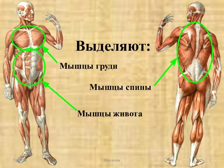 Мышцы туловища Выделяют: Мышцы груди Мышцы спины Мышцы живота УрГУФК Миология