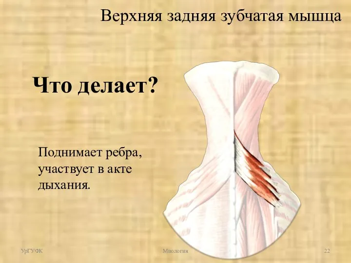 Что делает? Поднимает ребра, участвует в акте дыхания. УрГУФК Миология Верхняя задняя зубчатая мышца