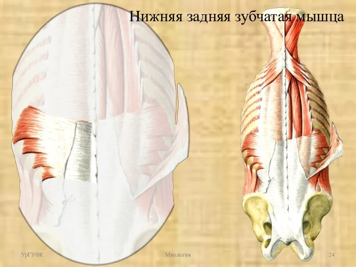 УрГУФК Миология Нижняя задняя зубчатая мышца