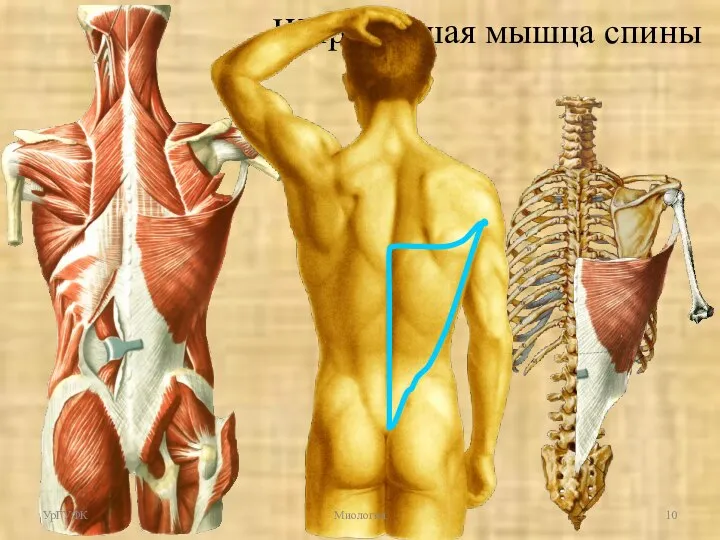 Широчайшая мышца спины УрГУФК Миология