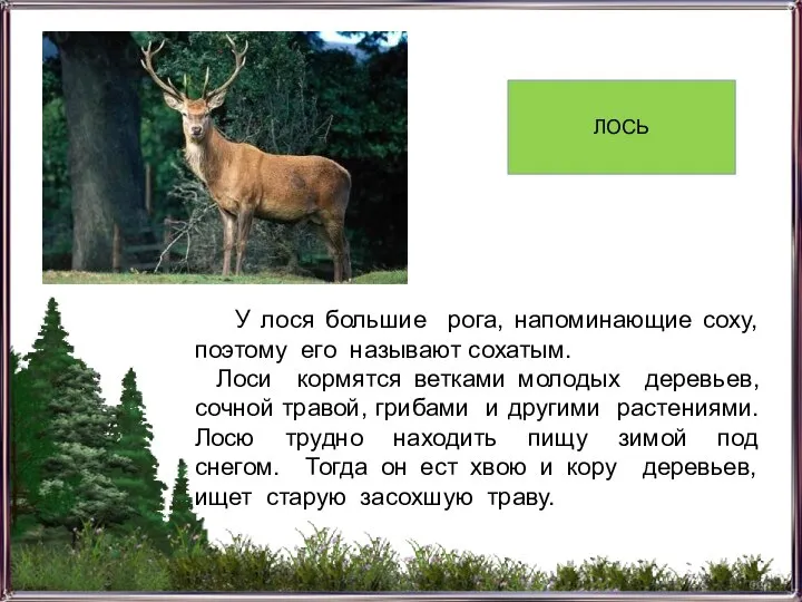 У лося большие рога, напоминающие соху, поэтому его называют сохатым. Лоси кормятся