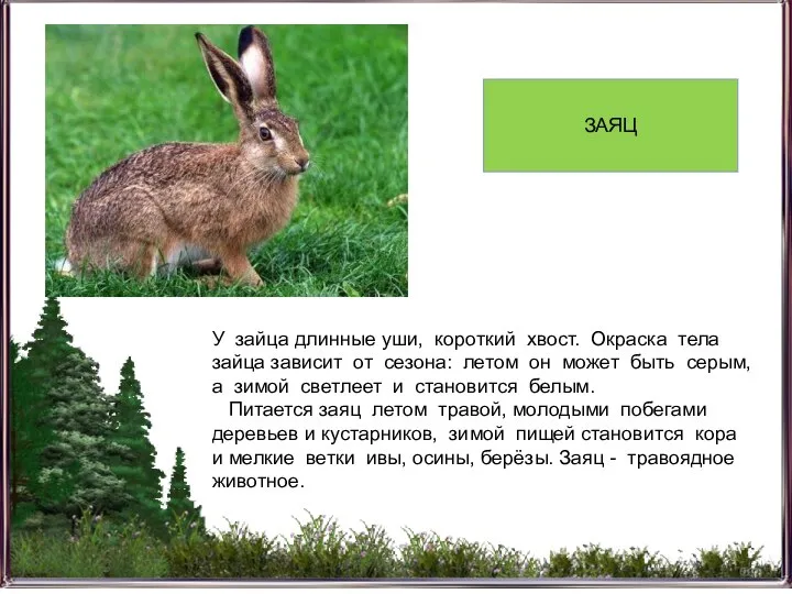 У зайца длинные уши, короткий хвост. Окраска тела зайца зависит от сезона: