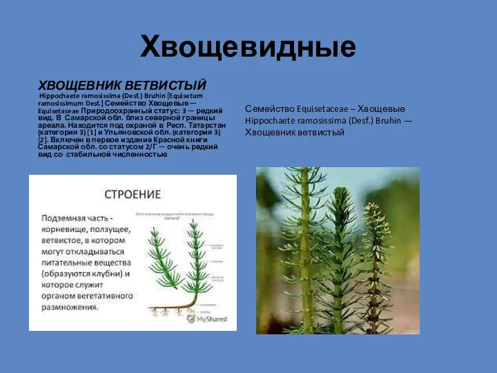 Хвощевидные Семейство Equisetaceae – Хвощевые Hippochaete ramosissima (Desf.) Bruhin — Хвощевник ветвистый