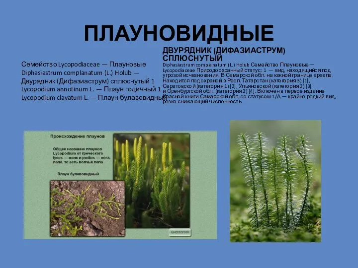 ПЛАУНОВИДНЫЕ Семейство Lycopodiaceae — Плауновые Diphasiastrum complanatum (L.) Holub — Двурядник (Дифазиаструм)