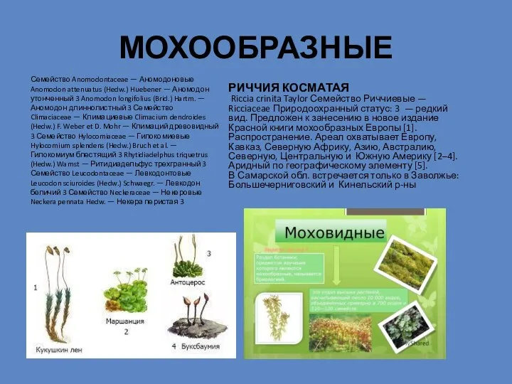 МОХООБРАЗНЫЕ Семейство Anomodontaceae — Аномодоновые Anomodon attenuatus (Hedw.) Huebener — Аномодон утонченный