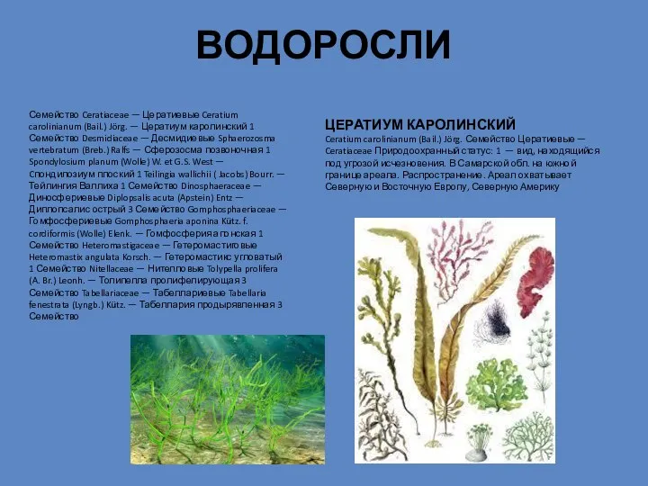 ВОДОРОСЛИ Семейство Ceratiaceae — Цератиевые Ceratium carolinianum (Bail.) Jörg. — Цератиум каролинский