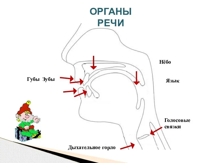 ОРГАНЫ РЕЧИ Губы Зубы Нёбо Язык Дыхательное горло Голосовые связки