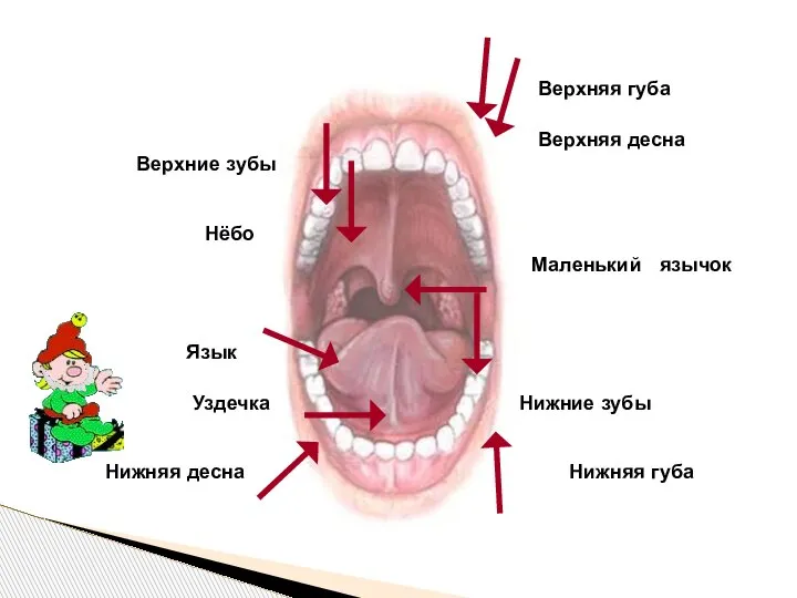 Маленький язычок Нёбо Язык Верхняя губа Верхняя десна Верхние зубы Нижние зубы