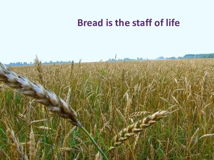 Bread is the staff of life