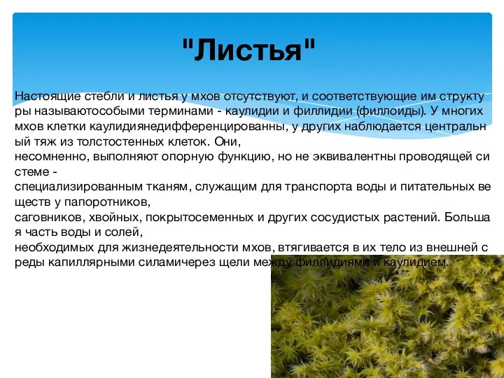 "Листья" Настоящие стебли и листья у мхов отсутствуют, и соответствующие им структуры