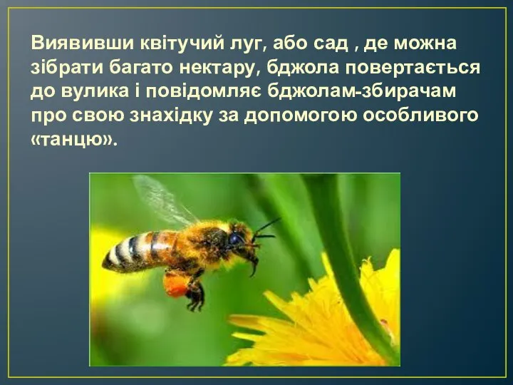 Виявивши квітучий луг, або сад , де можна зібрати багато нектару, бджола
