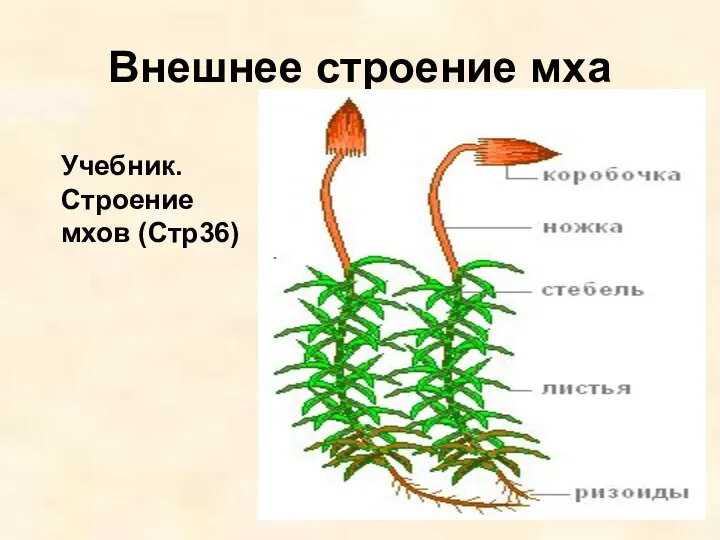 Внешнее строение мха Учебник. Строение мхов (Стр36)