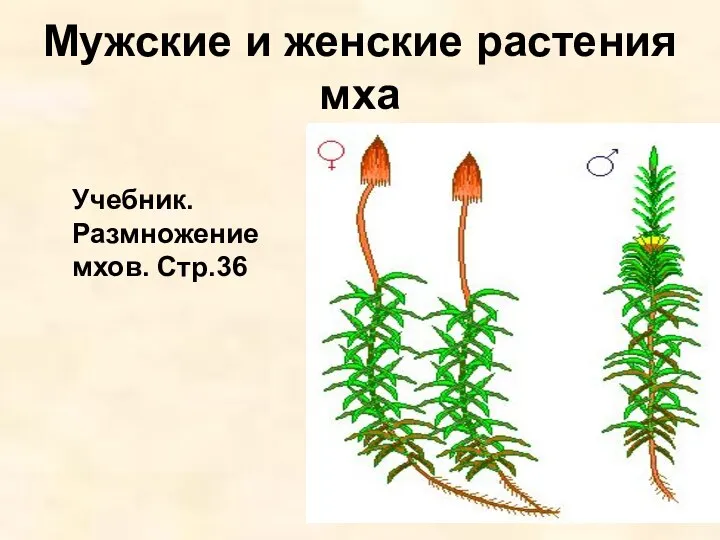 Мужские и женские растения мха Учебник. Размножение мхов. Стр.36