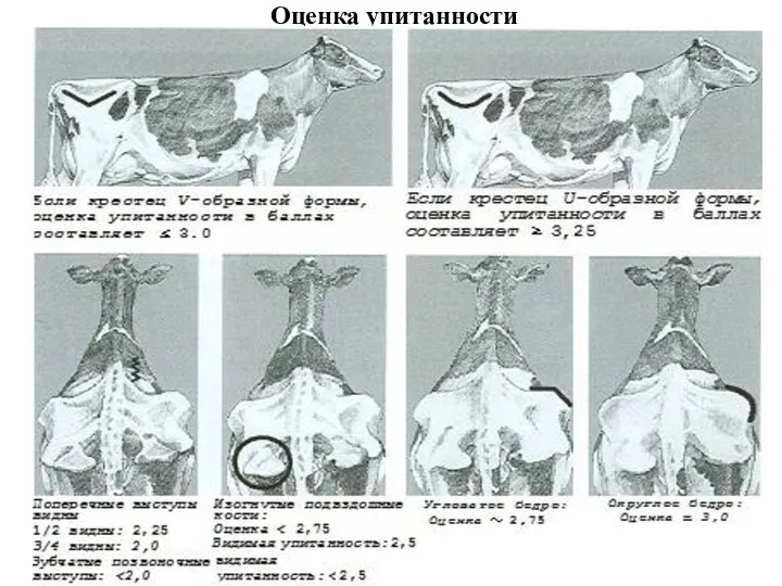 Оценка упитанности