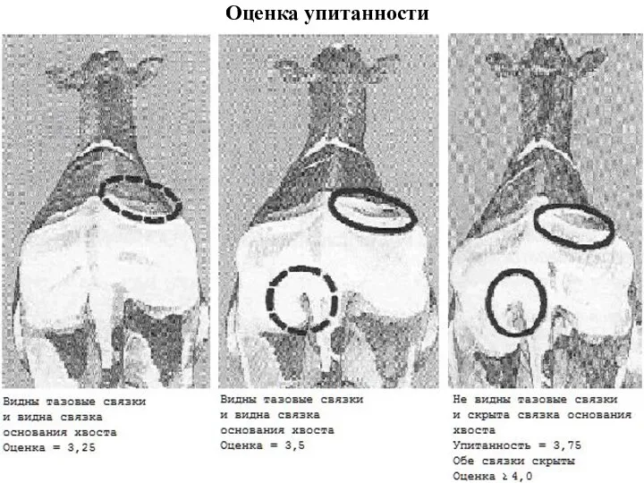 Оценка упитанности