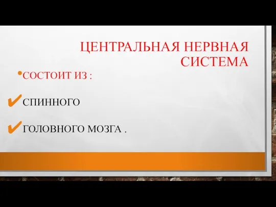 ЦЕНТРАЛЬНАЯ НЕРВНАЯ СИСТЕМА СОСТОИТ ИЗ : СПИННОГО ГОЛОВНОГО МОЗГА .