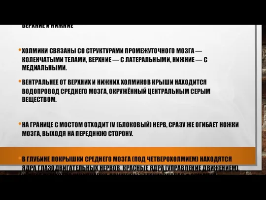 ДОРСАЛЬНАЯ ЧАСТЬ — ПЛАСТИНКА ЧЕТВЕРОХОЛМИЯ, ДВЕ ПАРЫ ХОЛМИКОВ, ВЕРХНИЕ И НИЖНИЕ ХОЛМИКИ